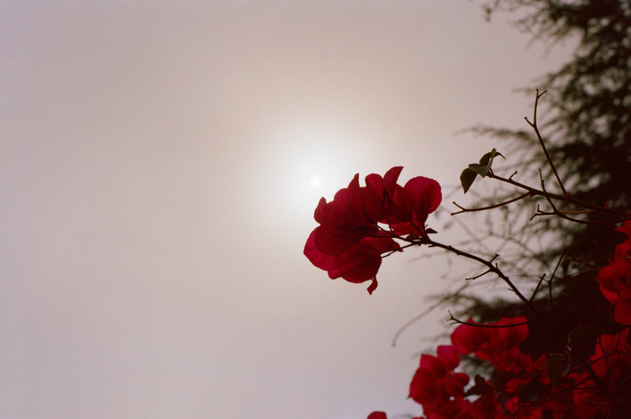 Red flowers against a bright light source